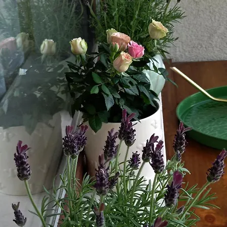 Apartmán дара Smoljan
